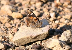 Vanessa indica