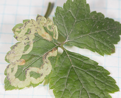 Phytomyza tiarellae