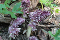 Lathraea squamaria