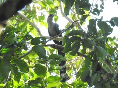 Phaenicophaeus tristis