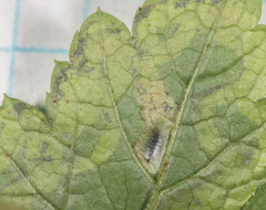 Phytomyza tiarellae