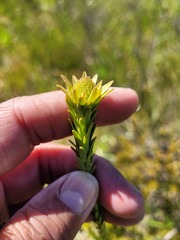 Leucadendron stellare