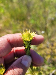 Leucadendron stellare