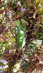 Sphodromantis viridis