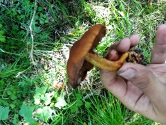 Chroogomphus rutilus