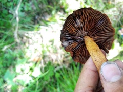 Chroogomphus rutilus