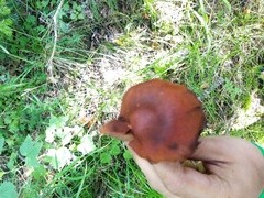 Chroogomphus rutilus