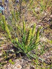 Echiostachys incanus