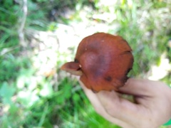 Chroogomphus rutilus