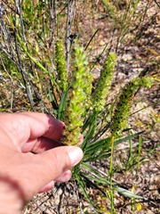 Echiostachys incanus