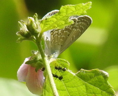 Catochrysops
