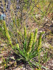 Echiostachys incanus