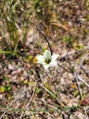 Ixia abbreviata abbreviata