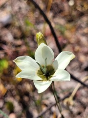 Ixia abbreviata abbreviata