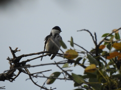 Tachycineta leucorrhoa