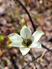 Ixia abbreviata abbreviata