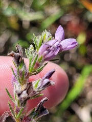 Aspalathus cephalotes