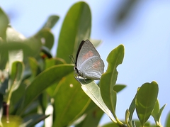 Curetis acuta