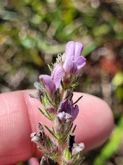 Aspalathus cephalotes