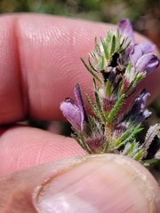 Aspalathus cephalotes