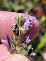 Aspalathus cephalotes