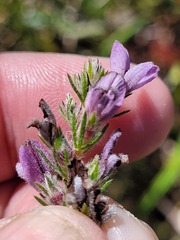 Aspalathus cephalotes