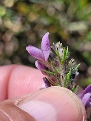 Aspalathus cephalotes