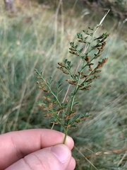 Asplenium cuneifolium