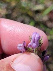 Aspalathus cephalotes