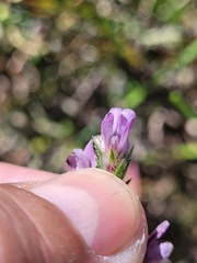 Aspalathus cephalotes