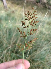 Asplenium cuneifolium