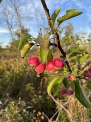 Malus prunifolia