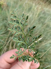 Asplenium cuneifolium