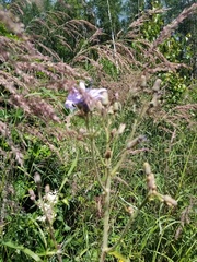 Cicerbita macrophylla uralensis