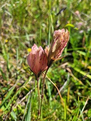Monsonia speciosa