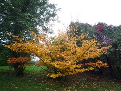 Hamamelis mollis
