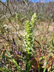 Echiostachys incanus