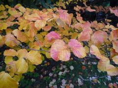 Hamamelis mollis