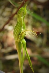 Pterostylis plumosa