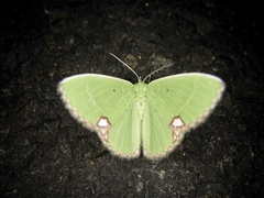 Comibaena procumbaria