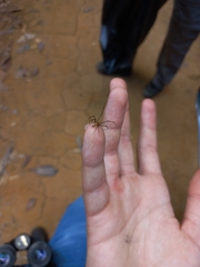 Leucauge