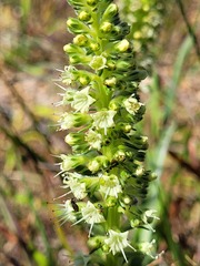 Echiostachys incanus