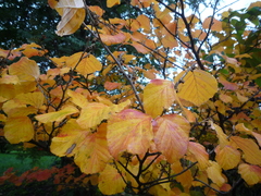 Hamamelis mollis