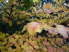 Hamamelis mollis