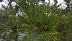 Pinus tabuliformis