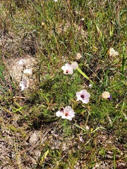 Monsonia speciosa