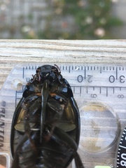 Hydrophilus ovatus