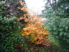 Hamamelis mollis