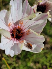 Monsonia speciosa