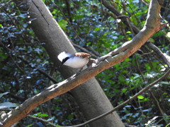 Garrulax leucolophus